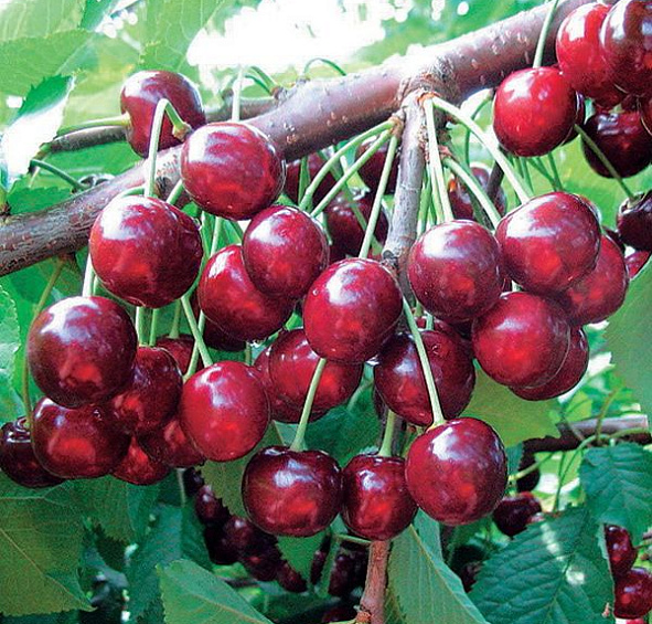 Черешня 'Ревна'